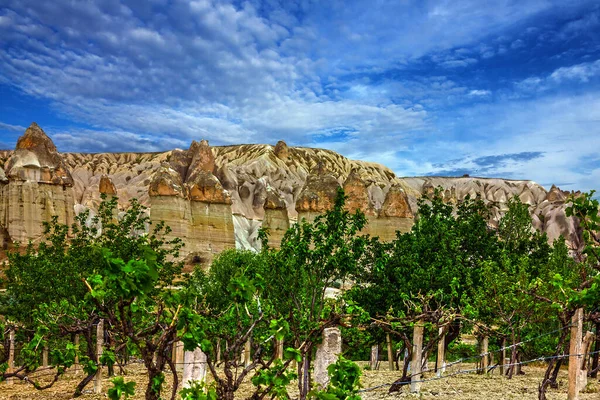 葡萄园和山景观 卡帕多细亚土耳其 — 图库照片