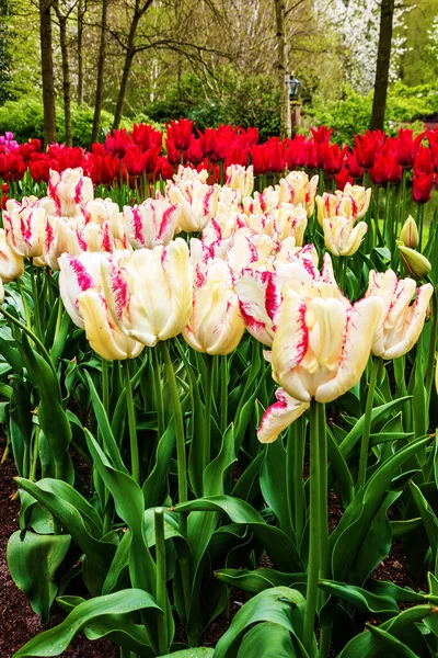 Flores Tulipa Keukenhof Garden Netherlands Holland — Fotografia de Stock