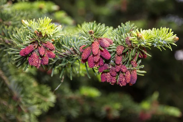 Cones Coniferous Pine Tree — 스톡 사진