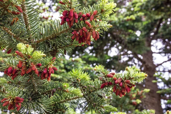 Cones Coniferous Pine Tree — Zdjęcie stockowe