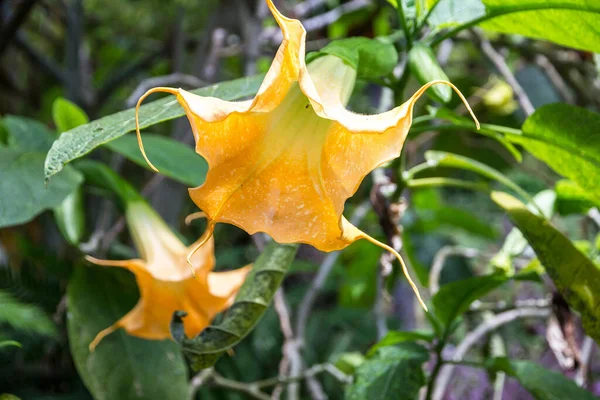 Yellow Datura Head Close Tropical Flowers Madeira Island — Zdjęcie stockowe