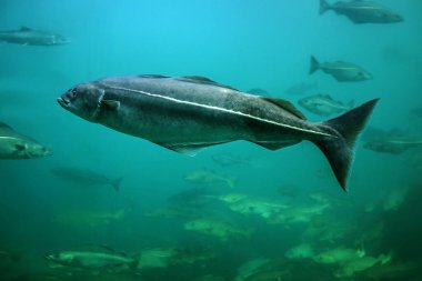 Akvaryumda yüzen morina balıkları, Alesund, Norveç.