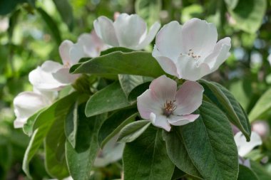 Ayva ağacı. Pembe çiçekler.