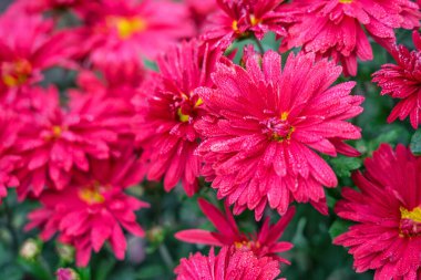 Sonbaharda pembe parlak kasımpatı çiçekleri. Yakın plan, doğal çiçek arkaplanı.