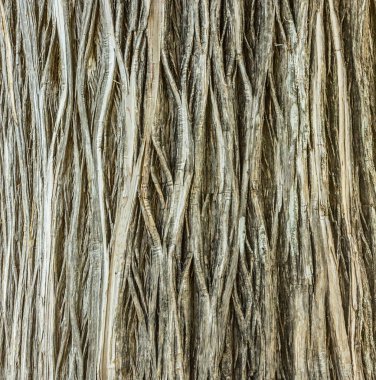 Doğal arka plan - doku. Ağaç gövdesi kabuğu.