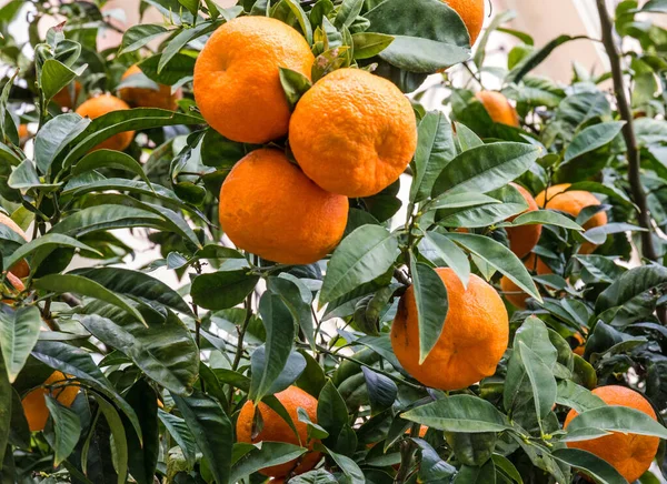 Tangerines Tree Mandarins Fruits Morocco —  Fotos de Stock