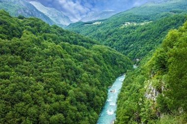 Dağ nehir Tara ve Karadağ'daki orman
