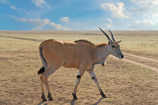 African antelope animal on the virgin steppe