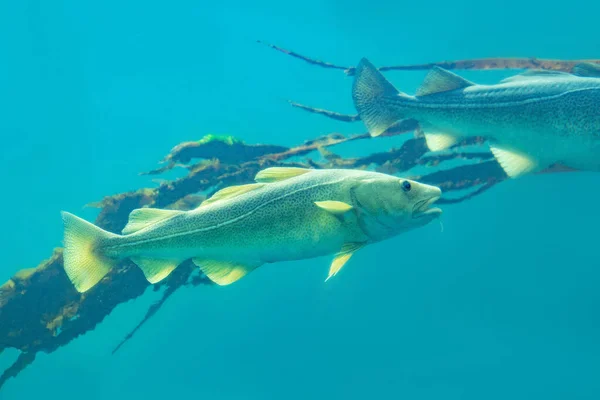 Peces Bacalao Mar Bajo Agua Azul — Foto de Stock