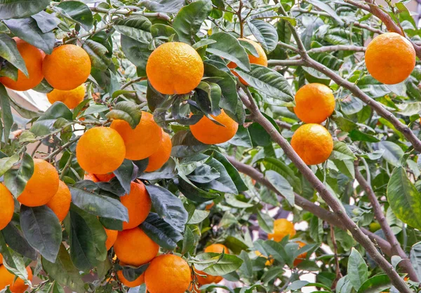 Mandarin Green Tree Fruits Harvest —  Fotos de Stock