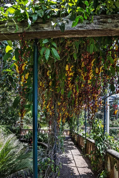 马德拉岛 植物园蒙特丰沙尔 葡萄牙 — 图库照片