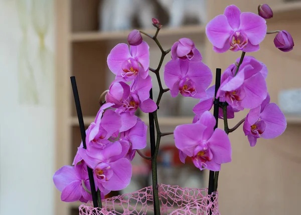 Orchid purple flowers, natural plant