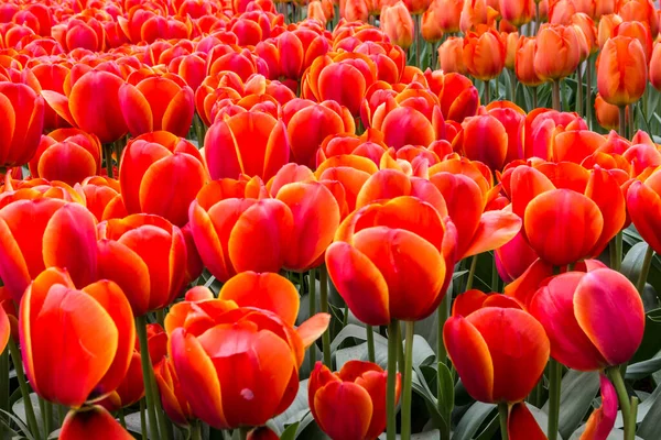 Red Tulip Flowers Field Close — Fotografia de Stock