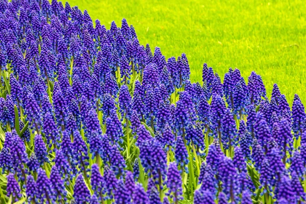 Hyacinth Flowers Park Keukenhof Flower Garden Holland — Stock Photo, Image