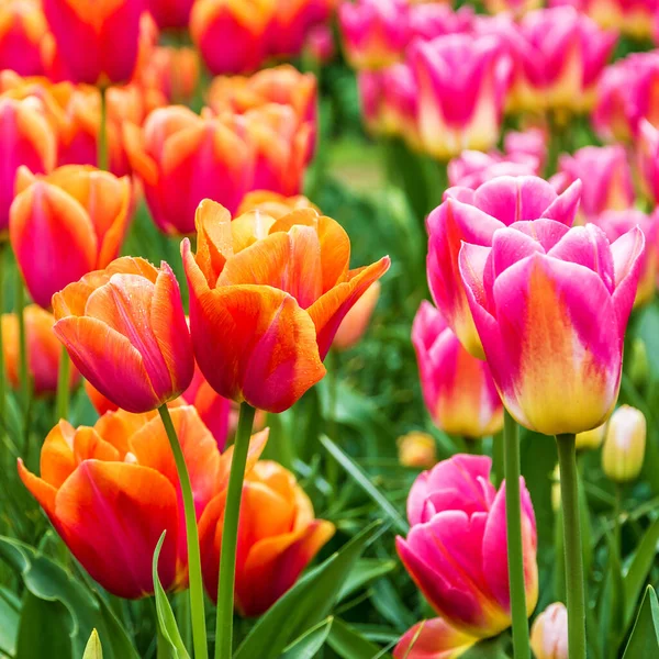 Tulipan Park Holandii Ogród Keukenhof — Zdjęcie stockowe