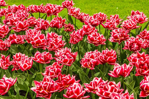 Tulipas Jardim Flores Kukenhof Park Holanda Países Baixos — Fotografia de Stock