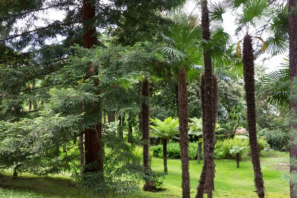 Villa Taranto Tropical Palm Trees Botanical Garden Lombardy Italy — 图库照片
