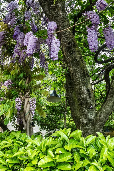 Acacia Purple Flowers Tree — 图库照片
