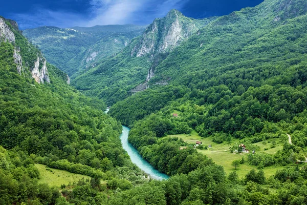 Rivière Montagne Tara Forêt Monténégro — Photo