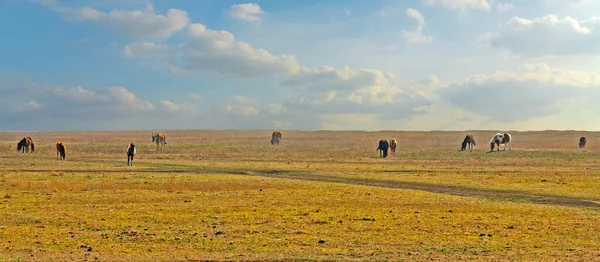 Horses Feeding Steppe Autumn Panoramic Landscape Askania Nova Biosphere Reserve 图库照片