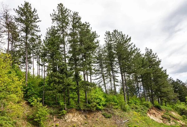 Bulgaristan Yeşil Çam Ağaçları Doğal Manzara Stok Resim