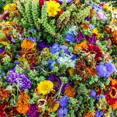 Doğal alan çiçek arka plan