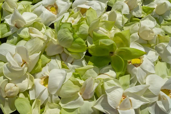 Lotus Fresh Natural Flowers Background — стоковое фото