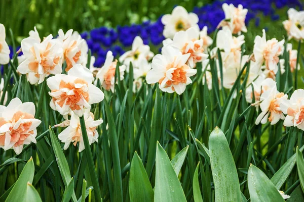 Wiosenne Kwiaty Ogrodzie Narcyz Hiacynt — Zdjęcie stockowe