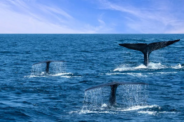 Whale Tails Ocean Water Sri Lanka — Φωτογραφία Αρχείου