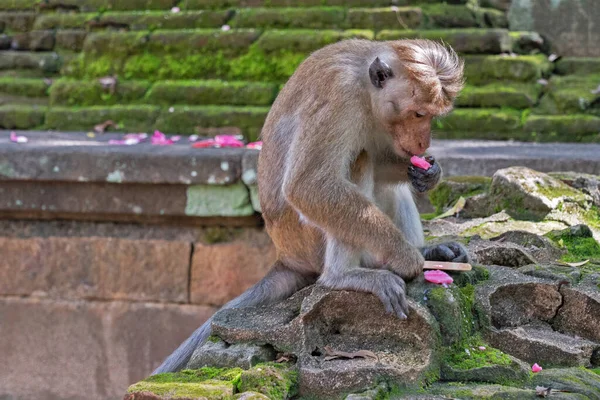 Monkey Eating Ice Cream Sri Lanka — Fotografia de Stock