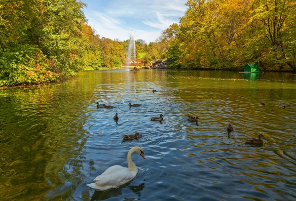 White Swan Ducks Lake Autumn Landscape View Fountain Yellow Trees — Stok fotoğraf