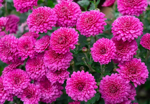 Lila Hrysanthemum Virágok Harmat Csepp Közeli Természetes Őszi Háttér — Stock Fotó