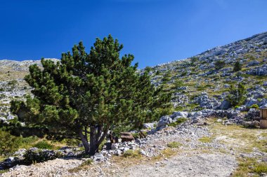 Hırvatistan. Doğal manzara - çam ağaçları, Biokovo dağları. 