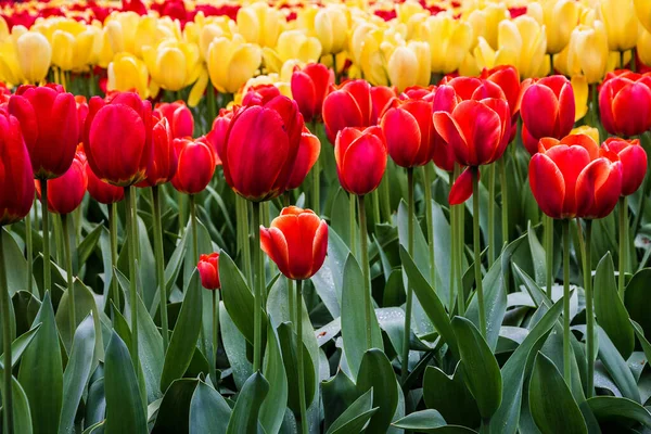 Tulip Red Yellow Flowers Keukenhof Garden Netherlands Holland — Fotografia de Stock