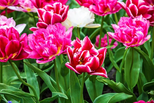 Tulipán Tavasz Rózsaszín Fehér Virágok — Stock Fotó