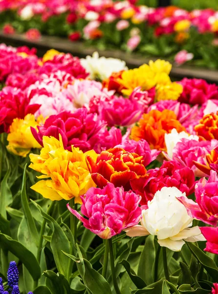 Tulips Multicolor Spring Flowers Keukenhof Park Netherlands Holland 免版税图库照片