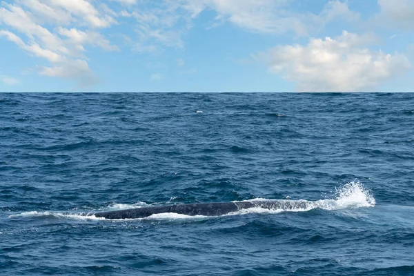 Whale on sea water, Sri Lanka, Mirissa