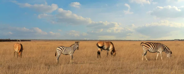 Przewalski Horses Zebras African Herbivore Animals Group Feeding Browsing Grass — Zdjęcie stockowe