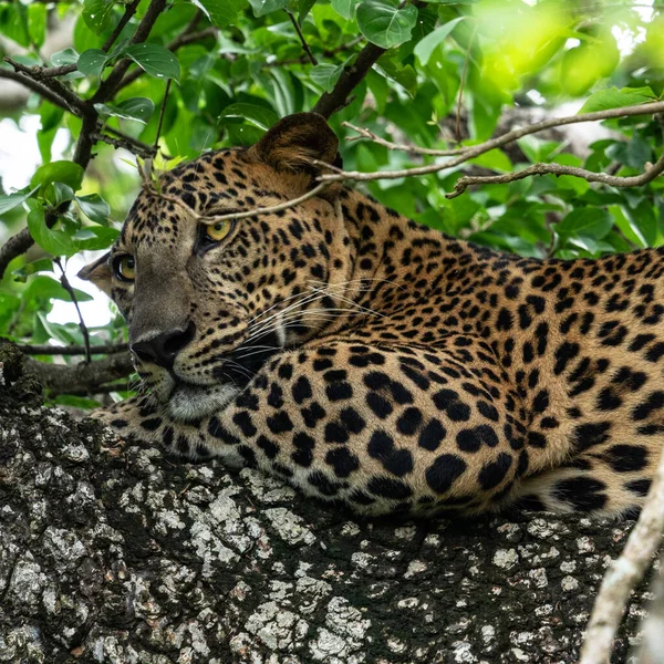 Leopard Wild Animal Laying Tree Jungle Yala National Park Sri — Stock Photo, Image