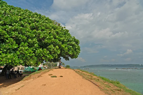 Tropical Asian Green Tree Leaves Sri Lanka Beautiful Old Banyan — Stok fotoğraf