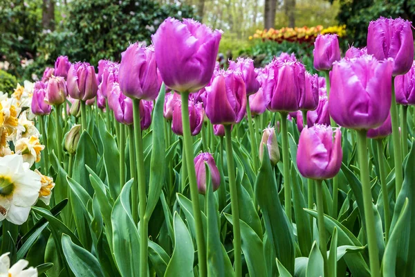 Tulpaner Blomma Trädgård Kukenhof Holland — Stockfoto