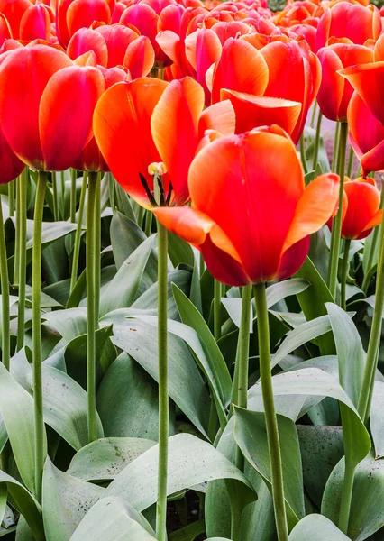 Scarlet Tulips Park Keukenhof Flower Garden Holland Netherkands — Fotografia de Stock