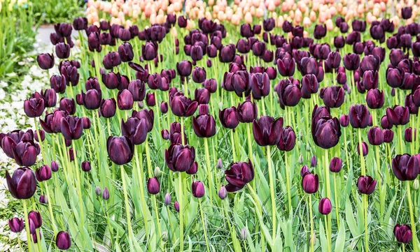 Tulip park in Holland, dark flowers garden, Kukenhof, Netherlands