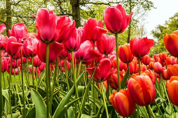 Red Tulips Flower Garden — Zdjęcie stockowe