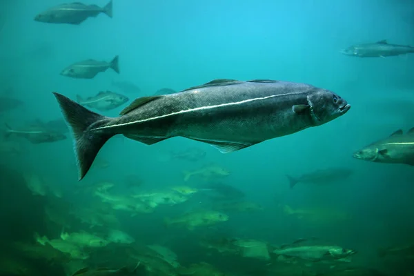 挪威Alesund水族馆内漂浮的鳕鱼 免版税图库图片