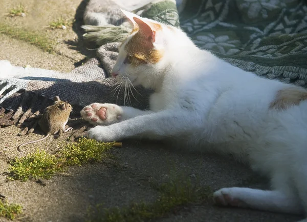 Gato y ratón batalla — Foto de Stock