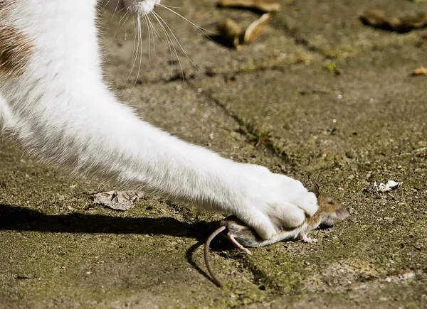 Kedi ve fare savaş — Stok fotoğraf