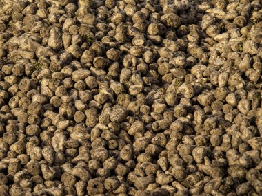 suger için görüntü pancar yiyecek yukarıya kapatmak