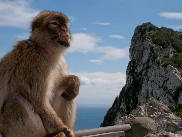 Gibraltar monkey — Stock Photo, Image