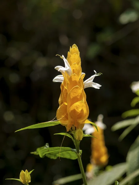 Bela flor tropical Acanthaceae — Fotografia de Stock